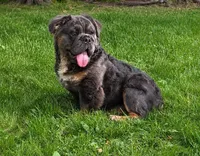 Margo , a female English Bulldog for sale in Homeworth, OH – 1 of 5