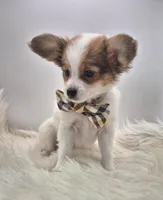 Papillon pomeranian boy 4, a male Papillon for sale in Homeworth, OH – Photo 4 of 9