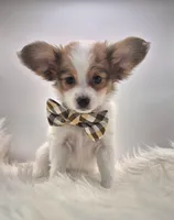 Papillon pomeranian boy 4, a male Papillon for sale in Homeworth, OH – Photo 5 of 9