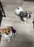 Papillon pomeranian boy 4, a male Papillon for sale in Homeworth, OH – Photo 1 of 9