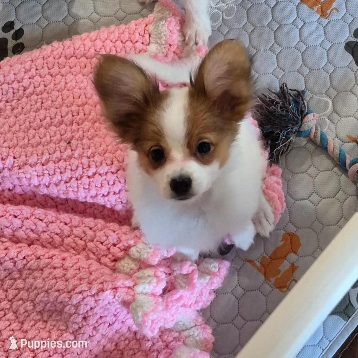 Papillon pomeranian boy 4