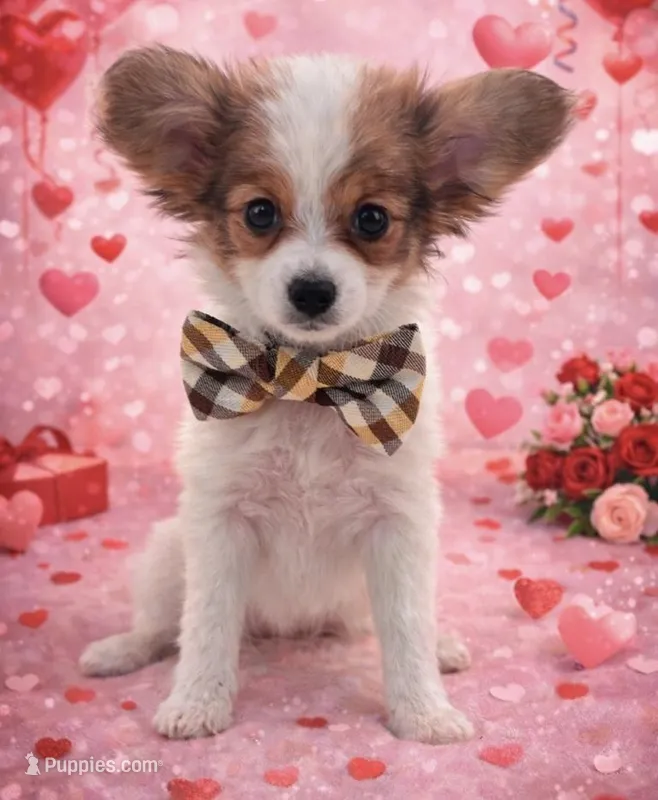 Papillon pomeranian boy 4