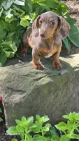 Daisy, a female Miniature Dachshund for sale in Homeworth, OH – 2 of 5