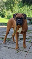 Jet, a male Boxer for sale in Homeworth, OH – 8 of 8