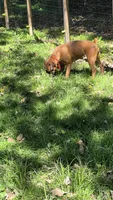 Ava, a female Boxer for sale in Homeworth, OH – 3 of 5