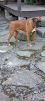 Jet, a male Boxer for sale in Homeworth, OH – 3 of 8