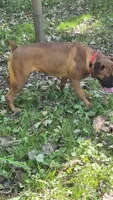 Ava, a female Boxer for sale in Homeworth, OH – 4 of 5