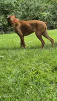 Bailey, a female Boxer for sale in Homeworth, OH – 3 of 5