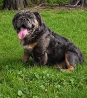 Margo , a female English Bulldog for sale in Homeworth, OH – 2 of 5