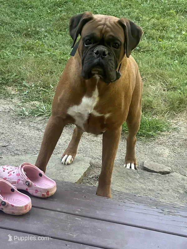 Jet – Boxer puppy for sale in Homeworth, OH
