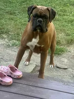 Jet, a male Boxer for sale in Homeworth, OH – 1 of 8