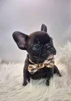 Lenny, a male French Bulldog for sale in Homeworth, OH – Photo 7 of 7