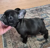 Lenny, a male French Bulldog for sale in Homeworth, OH – Photo 6 of 7