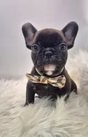 Lenny, a male French Bulldog for sale in Homeworth, OH – Photo 5 of 7