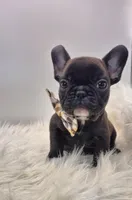 Lenny, a male French Bulldog for sale in Homeworth, OH – Photo 2 of 7