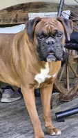 Jet, a male Boxer for sale in Homeworth, OH – 4 of 8