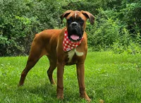 Bailey, a female Boxer for sale in Homeworth, OH – 2 of 5