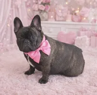 Stella, a female French Bulldog for sale in Homeworth, OH – Photo 1 of 10