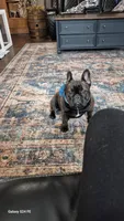 Stella, a female French Bulldog for sale in Homeworth, OH – Photo 10 of 10