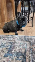 Stella, a female French Bulldog for sale in Homeworth, OH – Photo 8 of 10