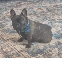 Stella, a female French Bulldog for sale in Homeworth, OH – Photo 3 of 10