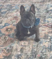 Stella, a female French Bulldog for sale in Homeworth, OH – Photo 4 of 10