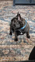 Stella, a female French Bulldog for sale in Homeworth, OH – Photo 9 of 10