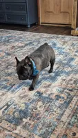 Stella, a female French Bulldog for sale in Homeworth, OH – Photo 7 of 10