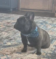 Stella, a female French Bulldog for sale in Homeworth, OH – Photo 2 of 10