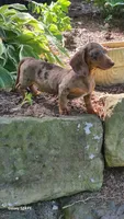 Daisy, a female Miniature Dachshund for sale in Homeworth, OH – 1 of 5