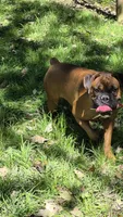 Ava, a female Boxer for sale in Homeworth, OH – 2 of 5