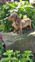 Daisy, a female Miniature Dachshund for sale in Homeworth, OH – 3 of 5