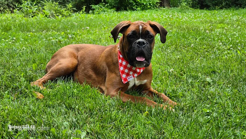 Bailey – Boxer puppy for sale in Homeworth, OH
