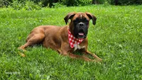 Bailey, a female Boxer for sale in Homeworth, OH – 1 of 5