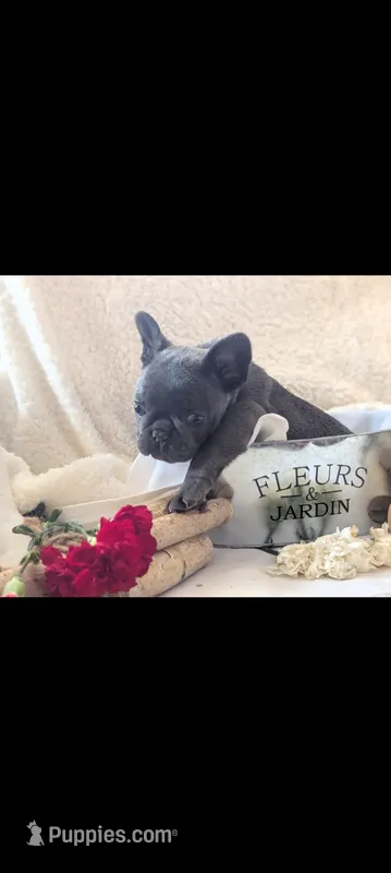 Pooh Bear – French Bulldog puppy for sale in Clementon, NJ