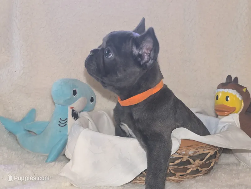Piglet – French Bulldog puppy for sale in Clementon, NJ