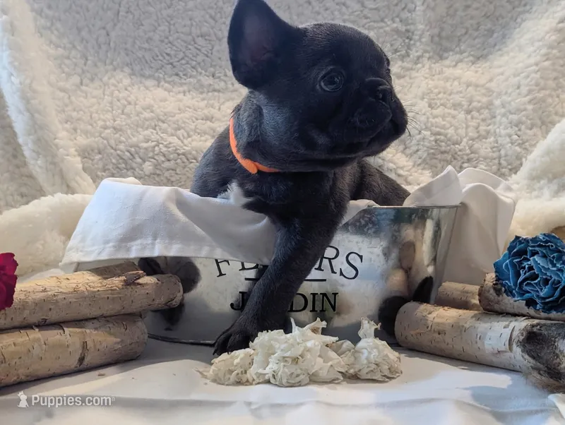 Piglet – French Bulldog puppy for sale in Clementon, NJ