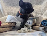 Piglet, a male French Bulldog for sale in Clementon, NJ – 1 of 5