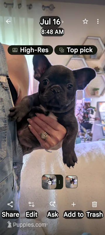 Piglet – French Bulldog puppy for sale in Clementon, NJ