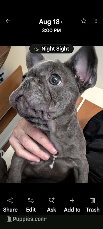 Pooh Bear – French Bulldog puppy for sale in Clementon, NJ