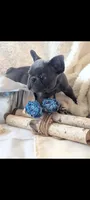 Pooh Bear, a male French Bulldog for sale in Clementon, NJ – 2 of 5
