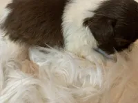 Ricky, a male Shih Tzu for sale in Lucedale, MS – 5 of 6