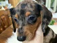 Lucy smooth coat, a female Miniature Dachshund for sale in Lucedale, MS – 4 of 9