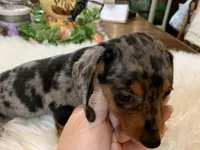 Lucy smooth coat, a female Miniature Dachshund for sale in Lucedale, MS – 2 of 9