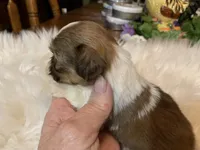 Betty, a female Shih Tzu for sale in Lucedale, MS – 5 of 6