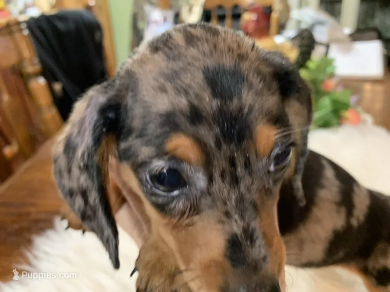 Lucy smooth coat – Miniature Dachshund puppy on hold in Lucedale, MS