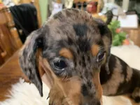 Lucy smooth coat, a female Miniature Dachshund for sale in Lucedale, MS – 1 of 9