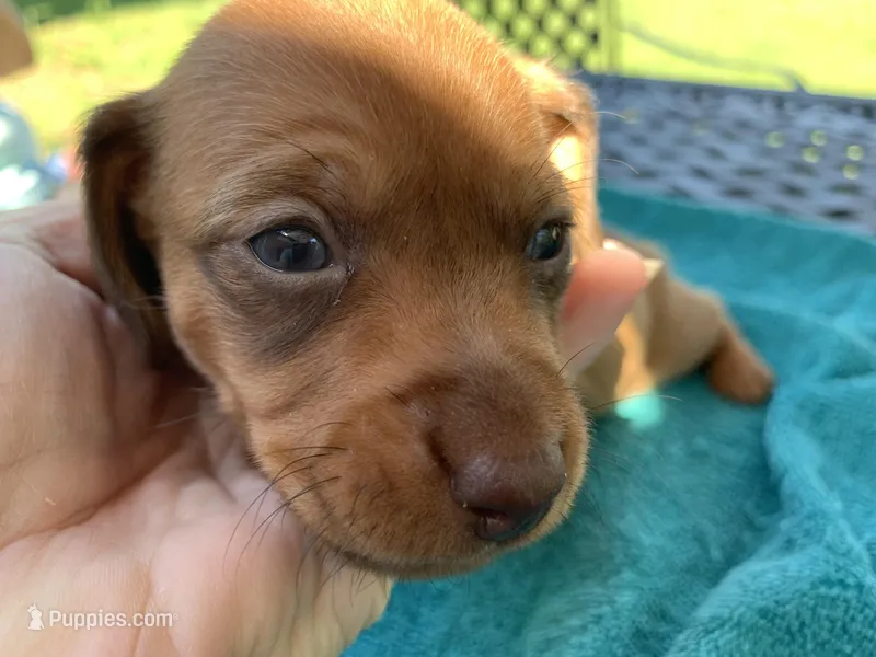 Spencer. Smooth coat – Miniature Dachshund puppy for sale in Lucedale, MS