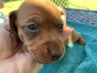 Spencer. Smooth coat, a male Miniature Dachshund for sale in Lucedale, MS – Photo 1 of 10