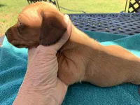 Spencer. Smooth coat, a male Miniature Dachshund for sale in Lucedale, MS – Photo 6 of 10
